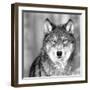 Wolf-PhotoINC Studio-Framed Photographic Print