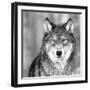 Wolf-PhotoINC Studio-Framed Photographic Print