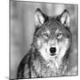 Wolf-PhotoINC Studio-Mounted Photographic Print