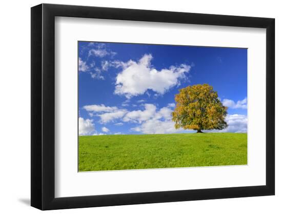 Premium Photographic Print, , large