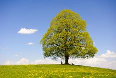 Big Beech as a Single Tree in the Spring-Wolfgang Filser-Photographic Print