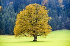 Big Maple as a Single Tree in Autumn-Wolfgang Filser-Framed Photographic Print