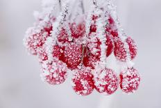 Hoarfrost at Plants in Icy Cold-Wolfgang Filser-Framed Photographic Print