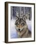 Wolfpack-Harro Maass-Framed Giclee Print