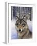 Wolfpack-Harro Maass-Framed Giclee Print