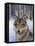 Wolfpack-Harro Maass-Framed Stretched Canvas