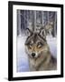 Wolfpack-Harro Maass-Framed Giclee Print