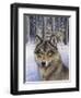 Wolfpack-Harro Maass-Framed Giclee Print