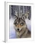 Wolfpack-Harro Maass-Framed Giclee Print