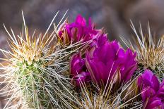 Saguaro Cactus-wollertz-Mounted Photographic Print