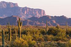 Saguaro Cactus-wollertz-Mounted Photographic Print