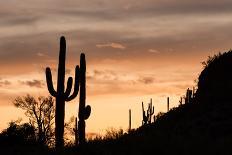 Saguaro Cactus-wollertz-Laminated Photographic Print