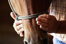 Farmers Hands on Horses Head, Detail Shot of Weathered Hands-Wollwerth Imagery-Photographic Print