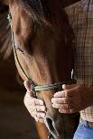 Farmers Hands on Horses Head, Detail Shot of Weathered Hands-Wollwerth Imagery-Photographic Print