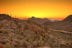 180 Degree Panorama of Sonoran Desert in Arizona at Dawn-Wollwerth Imagery-Photographic Print