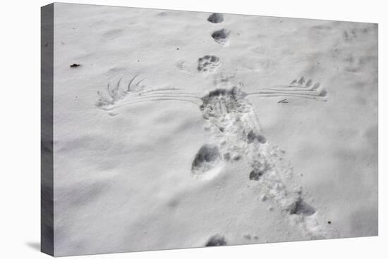 Wolverine (Gulo Gulo) and Capercaillie (Tetrao Urogallus)-null-Stretched Canvas