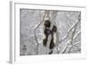 Wolverine (Gulo Gulo) Climbing Tree-Igor Shpilenok-Framed Photographic Print