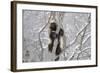 Wolverine (Gulo Gulo) Climbing Tree-Igor Shpilenok-Framed Photographic Print