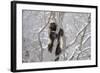 Wolverine (Gulo Gulo) Climbing Tree-Igor Shpilenok-Framed Photographic Print