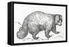Wolverine (Gulo Gulo), Mustelidae, Drawing-null-Framed Stretched Canvas