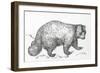 Wolverine (Gulo Gulo), Mustelidae, Drawing-null-Framed Giclee Print