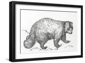 Wolverine (Gulo Gulo), Mustelidae, Drawing-null-Framed Giclee Print