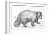 Wolverine (Gulo Gulo), Mustelidae, Drawing-null-Framed Giclee Print