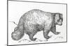 Wolverine (Gulo Gulo), Mustelidae, Drawing-null-Mounted Giclee Print