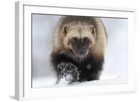 Wolverine (Gulo Gulo) Portrait-Igor Shpilenok-Framed Photographic Print