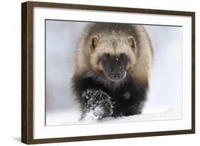 Wolverine (Gulo Gulo) Portrait-Igor Shpilenok-Framed Photographic Print