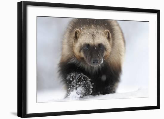 Wolverine (Gulo Gulo) Portrait-Igor Shpilenok-Framed Photographic Print