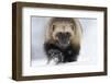 Wolverine (Gulo Gulo) Portrait-Igor Shpilenok-Framed Photographic Print