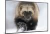 Wolverine (Gulo Gulo) Portrait-Igor Shpilenok-Mounted Photographic Print