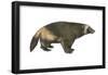 Wolverine (Gulo Gulo), Weasel, Mammals-Encyclopaedia Britannica-Framed Poster