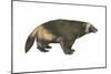 Wolverine (Gulo Gulo), Weasel, Mammals-Encyclopaedia Britannica-Mounted Poster