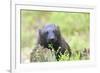 Wolverine-null-Framed Photographic Print