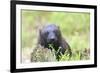 Wolverine-null-Framed Photographic Print