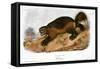 Wolverine-John James Audubon-Framed Stretched Canvas