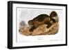 Wolverine-John James Audubon-Framed Giclee Print