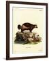 Wolverine-null-Framed Giclee Print