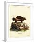 Wolverine-null-Framed Giclee Print