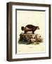 Wolverine-null-Framed Premium Giclee Print