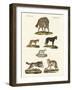 Wolves and Foxes-null-Framed Giclee Print