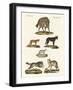 Wolves and Foxes-null-Framed Giclee Print