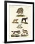 Wolves and Foxes-null-Framed Giclee Print