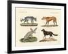 Wolves and Foxes-null-Framed Giclee Print