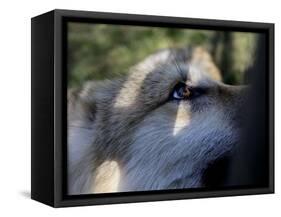 Wolves in Westchester-Seth Wenig-Framed Stretched Canvas