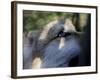 Wolves in Westchester-Seth Wenig-Framed Photographic Print