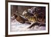 Wolves in Winter-D Van Heerde-Framed Art Print