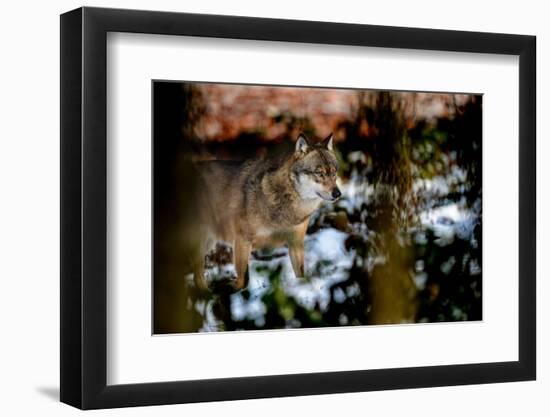 Wolves in Winter-Reiner Bernhardt-Framed Photographic Print